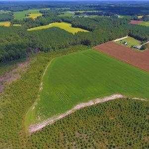 Photo of UNDER CONTRACT!  92.6 Acres of Farm and Timber Land For Sale in Wilson County NC!