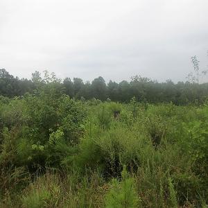 Photo of UNDER CONTRACT!  98 Acres of Hunting and Investment Land For Sale in Charlotte County VA!