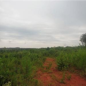 Photo of UNDER CONTRACT!  98 Acres of Hunting and Investment Land For Sale in Charlotte County VA!