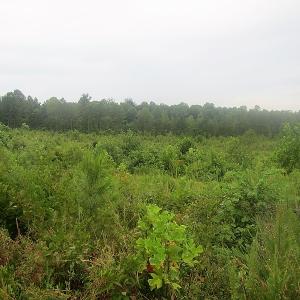 Photo of UNDER CONTRACT!  98 Acres of Hunting and Investment Land For Sale in Charlotte County VA!