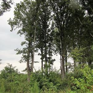 Photo of UNDER CONTRACT!  98 Acres of Hunting and Investment Land For Sale in Charlotte County VA!