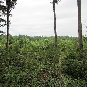 Photo of UNDER CONTRACT!  98 Acres of Hunting and Investment Land For Sale in Charlotte County VA!