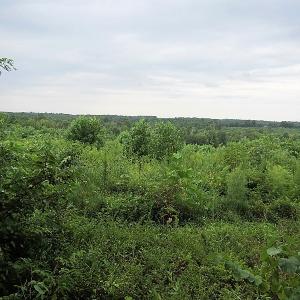 Photo of UNDER CONTRACT!  98 Acres of Hunting and Investment Land For Sale in Charlotte County VA!