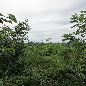 Photo of UNDER CONTRACT!  98 Acres of Hunting and Investment Land For Sale in Charlotte County VA!