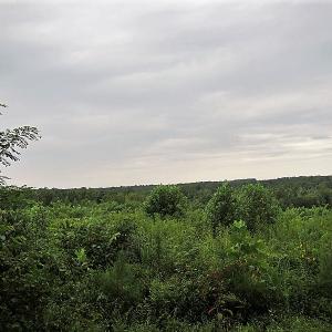 Photo of UNDER CONTRACT!  98 Acres of Hunting and Investment Land For Sale in Charlotte County VA!