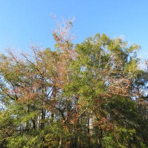 Photo of UNDER CONTRACT!  52 Acres of Hunting and Timber Land For Sale in Robeson County NC!