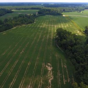 Photo of UNDER CONTRACT!  128.25 Acres of Farm and Timber Land For Sale In Wilson County NC!