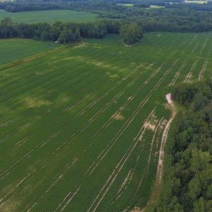 Photo of UNDER CONTRACT!  128.25 Acres of Farm and Timber Land For Sale In Wilson County NC!