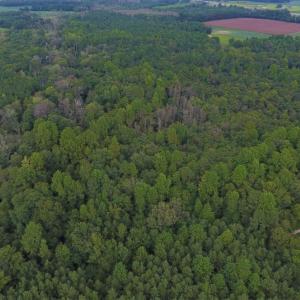 Photo of UNDER CONTRACT!  128.25 Acres of Farm and Timber Land For Sale In Wilson County NC!