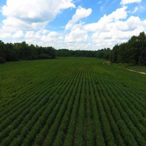 Photo of UNDER CONTRACT!  128.25 Acres of Farm and Timber Land For Sale In Wilson County NC!