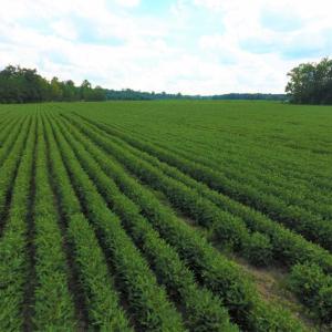 Photo of UNDER CONTRACT!  128.25 Acres of Farm and Timber Land For Sale In Wilson County NC!