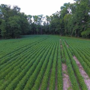 Photo of UNDER CONTRACT!  128.25 Acres of Farm and Timber Land For Sale In Wilson County NC!