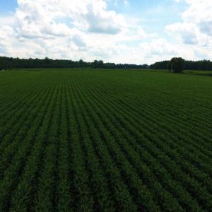 Photo of UNDER CONTRACT!  128.25 Acres of Farm and Timber Land For Sale In Wilson County NC!