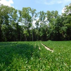 Photo of UNDER CONTRACT!  128.25 Acres of Farm and Timber Land For Sale In Wilson County NC!