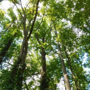 Photo of UNDER CONTRACT!  128.25 Acres of Farm and Timber Land For Sale In Wilson County NC!