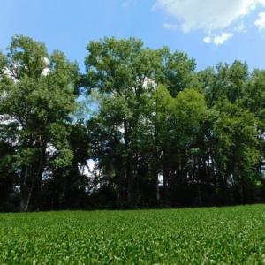 Photo of UNDER CONTRACT!  128.25 Acres of Farm and Timber Land For Sale In Wilson County NC!