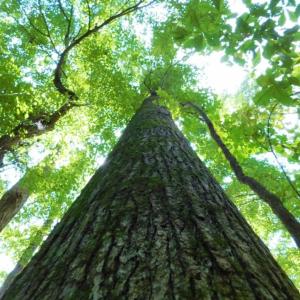 Photo of UNDER CONTRACT!  128.25 Acres of Farm and Timber Land For Sale In Wilson County NC!