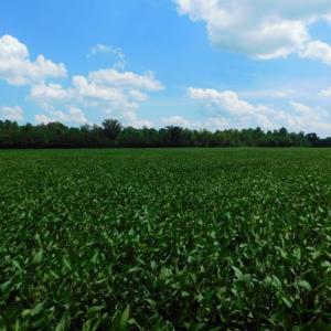 Photo of UNDER CONTRACT!  128.25 Acres of Farm and Timber Land For Sale In Wilson County NC!