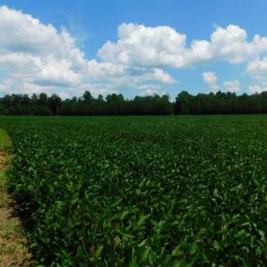 Photo of UNDER CONTRACT!  128.25 Acres of Farm and Timber Land For Sale In Wilson County NC!