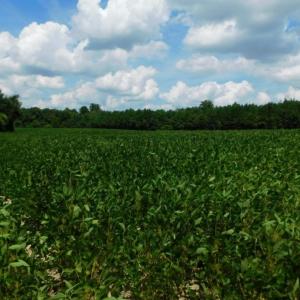 Photo of UNDER CONTRACT!  128.25 Acres of Farm and Timber Land For Sale In Wilson County NC!