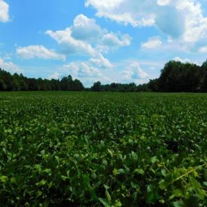 Photo of UNDER CONTRACT!  128.25 Acres of Farm and Timber Land For Sale In Wilson County NC!