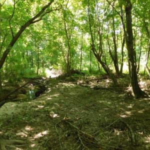 Photo of UNDER CONTRACT!  128.25 Acres of Farm and Timber Land For Sale In Wilson County NC!