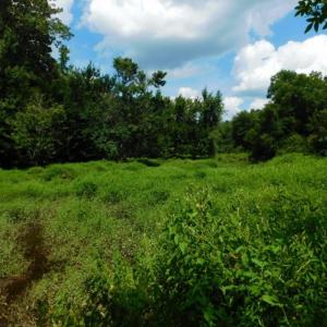 Photo of UNDER CONTRACT!  128.25 Acres of Farm and Timber Land For Sale In Wilson County NC!