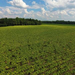 Photo of UNDER CONTRACT!  347.8 Acres of Farm and Timber Land For Sale in Wilson County NC!