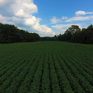 Photo of UNDER CONTRACT!  347.8 Acres of Farm and Timber Land For Sale in Wilson County NC!