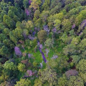 Photo of UNDER CONTRACT!  347.8 Acres of Farm and Timber Land For Sale in Wilson County NC!