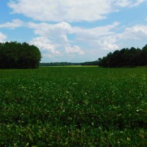 Photo of UNDER CONTRACT!  347.8 Acres of Farm and Timber Land For Sale in Wilson County NC!