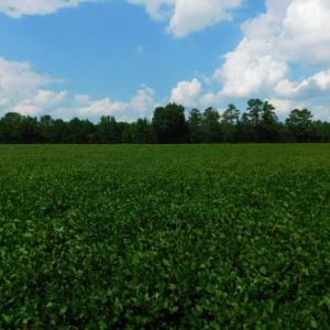 Photo of UNDER CONTRACT!  347.8 Acres of Farm and Timber Land For Sale in Wilson County NC!