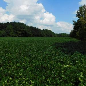 Photo of UNDER CONTRACT!  347.8 Acres of Farm and Timber Land For Sale in Wilson County NC!