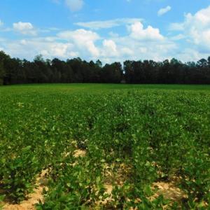 Photo of UNDER CONTRACT!  347.8 Acres of Farm and Timber Land For Sale in Wilson County NC!