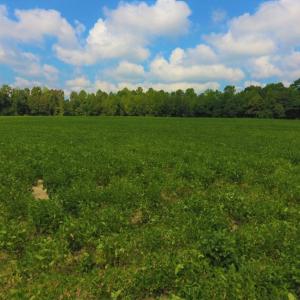 Photo of UNDER CONTRACT!  347.8 Acres of Farm and Timber Land For Sale in Wilson County NC!