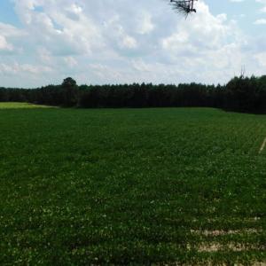Photo of UNDER CONTRACT!  347.8 Acres of Farm and Timber Land For Sale in Wilson County NC!