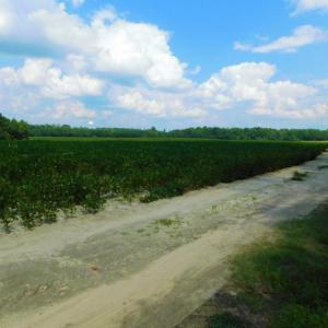 Photo of UNDER CONTRACT!  347.8 Acres of Farm and Timber Land For Sale in Wilson County NC!