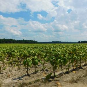 Photo of UNDER CONTRACT!  347.8 Acres of Farm and Timber Land For Sale in Wilson County NC!