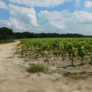 Photo of UNDER CONTRACT!  347.8 Acres of Farm and Timber Land For Sale in Wilson County NC!