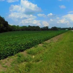 Photo of UNDER CONTRACT!  347.8 Acres of Farm and Timber Land For Sale in Wilson County NC!
