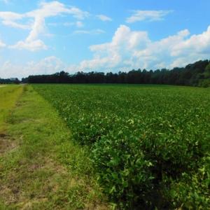 Photo of UNDER CONTRACT!  347.8 Acres of Farm and Timber Land For Sale in Wilson County NC!