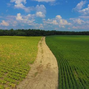 Photo of UNDER CONTRACT!  347.8 Acres of Farm and Timber Land For Sale in Wilson County NC!