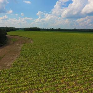 Photo of UNDER CONTRACT!  347.8 Acres of Farm and Timber Land For Sale in Wilson County NC!