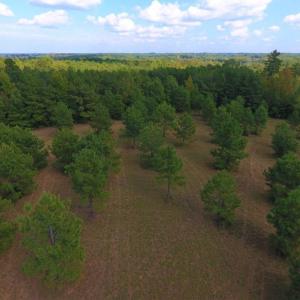 Photo of UNDER CONTRACT!  40.49 Acres of Timber and Hunting Land For Sale in Warren County NC!