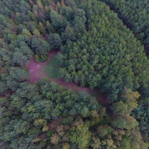 Photo of UNDER CONTRACT!  40.49 Acres of Timber and Hunting Land For Sale in Warren County NC!