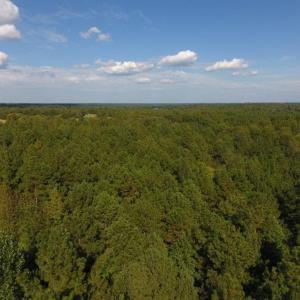 Photo of UNDER CONTRACT!  40.49 Acres of Timber and Hunting Land For Sale in Warren County NC!
