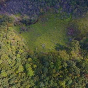 Photo of UNDER CONTRACT!  40.49 Acres of Timber and Hunting Land For Sale in Warren County NC!