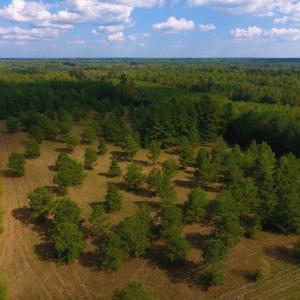 Photo of UNDER CONTRACT!  40.49 Acres of Timber and Hunting Land For Sale in Warren County NC!