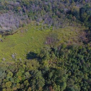 Photo of UNDER CONTRACT!  40.49 Acres of Timber and Hunting Land For Sale in Warren County NC!