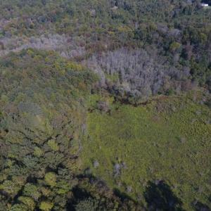 Photo of UNDER CONTRACT!  40.49 Acres of Timber and Hunting Land For Sale in Warren County NC!